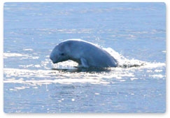 Photo-identification of beluga whales in Tigil’ski region of Western Kamchatka