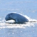 Whale calves are very active, they like chasing one another and jumping out of the water