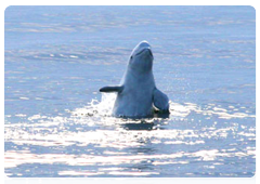 Beluga Cape at Solovetsky Island in the White Sea is a beluga whale mating area
