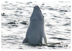 The Solovetsky mating waters for beluga whales are very vulnerable since they are the site where fundamental biological processes take place such as mating and birth