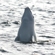 The Solovetsky mating waters for beluga whales are very vulnerable since they are the site where fundamental biological processes take place such as mating and birth