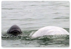 Social laterality in wild baby beluga whales