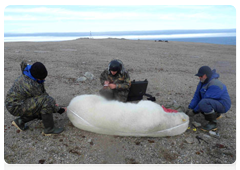 Scientists have managed to immobilize a large male polar bear on Cape Zhelaniya, Novaya Zemlya Island
