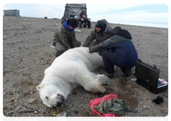 Scientists have managed to immobilize a large male polar bear on Cape Zhelaniya, Novaya Zemlya Island