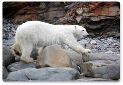 Researchers collect new information on polar bears