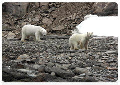On the first day of the expedition, nine polar bears, including a female bear with a one year old cub, were registered at the former Cape Zhelaniya polar station and on the cape itself