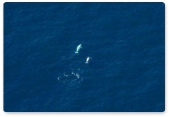В тканях белого кита учёные обнаружили опасные пестициды