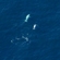 Wild white whales in the White Sea (August 2011,aerial record-keeping footage)