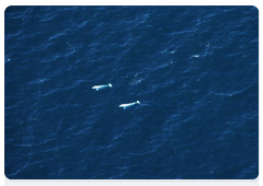 Дикие белухи в Белом море (учётная авиасъёмка, август 2011 года)
