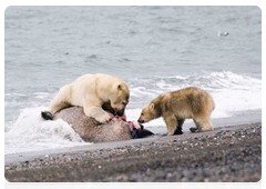 A female polar bear and her cub eating a walrus carcass