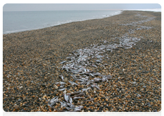 In 2003, massive numbers of dead Arctic cod washed ashore along 25 km of the coast