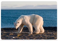 A polar bear walking along the coast in search of fish and other food