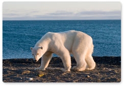 Alternations in Arctic ecosystems force polar bears to change feeding habits