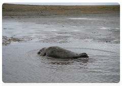 A young seal killed by disease on the shores of a lagoon