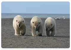 A polar bear family on the seacoast