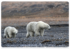 A polar bear and a cub in the tundra of Wrangel Island