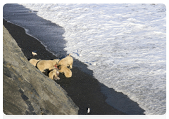 A group of polar bears feeding on a walrus on Wrangel Island’s eastern shore