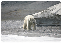 An undernourished polar bear on the coast in search of prey
