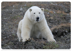 A young female polar bear on Wrangel Island