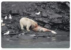 A young polar bear feeds on a walrus carcass on Wrangel Island