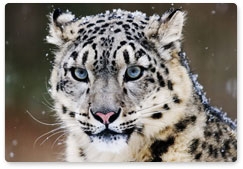 Snow leopard protection raid held in February