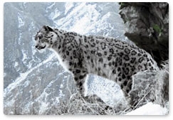 Snares threaten snow leopard population