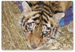 Спасённая учёными тигрица Золушка отправлена в спеццентр в Приморье