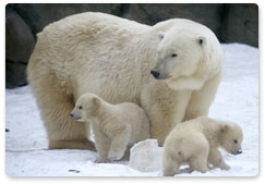 «Медвежий патруль» берёт под защиту белых медведиц с медвежатами