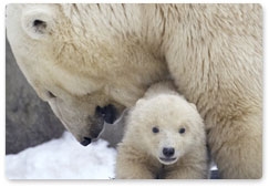 5 тыс. белых медвежат впервые встретят Новый год