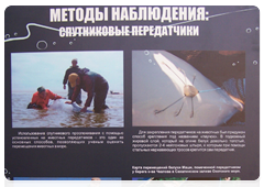 В Калининграде открылась выставка фотографий «Белуха - белый кит»