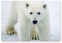 Melting ice drives bears toward humans