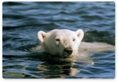 Seropositivity of Franz Josef Land polar bears for various pathogenic agents