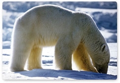 В Год охраны окружающей среды пройдёт конференция по защите белых медведей