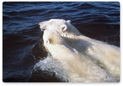 Пополнение популяций белого медведя зависит от состояния морского льда