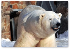 Начался полевой этап проекта СММ «Исследование белого медведя» при поддержке РГО