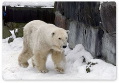 27 февраля отмечают Международный день полярного медведя