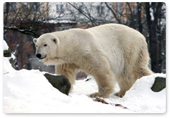 «Медвежий патруль» предотвратил столкновение людей и белых медведей