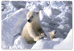 29 декабря отмечается день рождения белого медведя