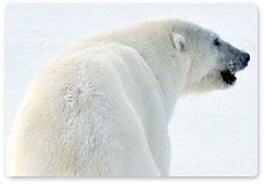 CITES countries vote against polar bear trade ban