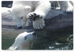 Fighting illegal polar bear hunting