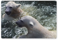 Marine Mammal Council and Russian Geographical Society join efforts to conserve and study polar bears and white whales in the Russian Arctic
