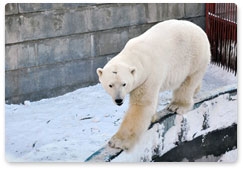 Polar bear conservation plans for the next decade to be discussed on 4-6 December in Moscow
