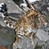 Дальневосточный леопард предпочитает территории с пересеченным рельефом, крутыми склонами сопок, скальными выходами пород и водоразделами