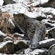 Дальневосточный леопард – самый северный подвид леопардов, область его распространения простирается чуть севернее 45-й параллели. В настоящее время дальневосточный леопард обитает только на юго-западе Приморского края
