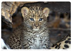 Leopard newborns are blind, and have thick, long fur. Their skin is covered with small, solid brownish and black spots, with no rosettes. At birth, they weigh 500 to 700 grammes, on average, and measure 15 centimeters in length