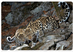 Far Eastern leopards become sexually mature by the age of 2.5 to 3, males usually a bit later than females