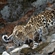 Дальневосточные леопарды достигают половой зрелости в 2,5–3 года, причем самцы немного позже, чем самки