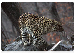 Леопард ведёт сумеречный образ жизни, на охоту выходит обычно за час или два до заката и охотится первую половину ночи, на водопое появляется также с наступлением сумерек