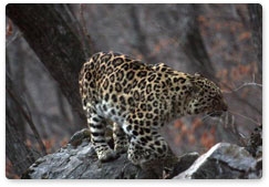 Итоги экспедиции ИПЭЭ РАН по программе «Дальневосточный леопард»