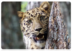 The Far Eastern leopard programme has entered a new phase after two months of exploration across  southwestern regions of the Primorye Territory, with existing camera traps checked and new ones installed
